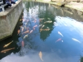 zoohd4.JPG