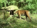 zoohd7.JPG