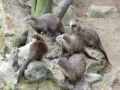 zoohd9.JPG
